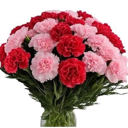 KaBloom : Fall Collections-Bouquet of 24 Red and Pink Carnation without vase