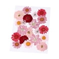 thumbnail image 4 of Flores Prensadas Secas es Plantas , Adornos de Bricolaje para Cajas de Rojo 20 piezas Zulema flores secas reales naturales, 4 of 8