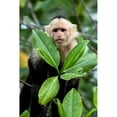 thumbnail image 3 of Malvin, Larry 13x18 Black Modern Framed Museum Art Print Titled - Capuchin Monkey I, 3 of 5