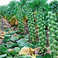 thumbnail image 1 of GSDWIUEW Brussels Sprouts Seeds, Long Island Variety, 300 Heirloom Seeds, Cold-Weather Vegetable, 1 of 5