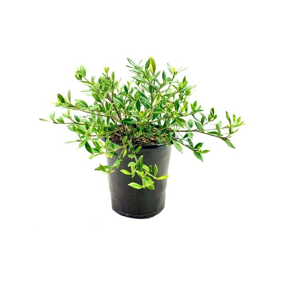 Gardenia Dwarf Radicans  1 Large Gallon Size Plants  Fragrant Blooming Shrub  Gardenia Jasminoides Cape Jasmine