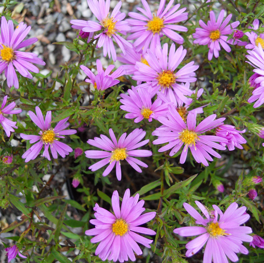 Hardy Aster Woods Pink Plants Live, Asters Perennial Live Plants, 5 to 7 Inc Tall, Flower Plant for Gardening Indoor