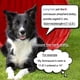 thumbnail image 4 of Collar De Perro Dorado Con Purpurina, Cadena Para Cachorros, 4 of 6