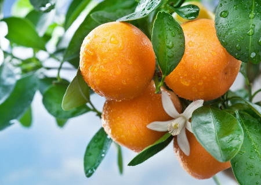 Tangerine Essential Oil - 100% Pure and Natural by Silky Scents