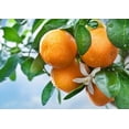 thumbnail image 2 of Tangerine Essential Oil 5 ml (1/6 fl oz) - 100% Pure and Natural by Silky Scents, 2 of 5