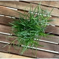 thumbnail image 5 of Bermuda Grass Plug Tray | EZ Plug 50 Grass Plugs Per Tray, 5 of 7