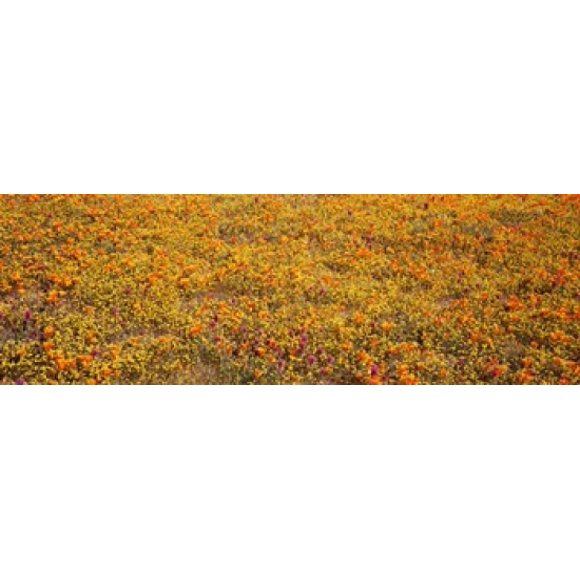 Poppy Reserve Mojave Desert, California Poster Print by Panoramic Images (37 x 12)