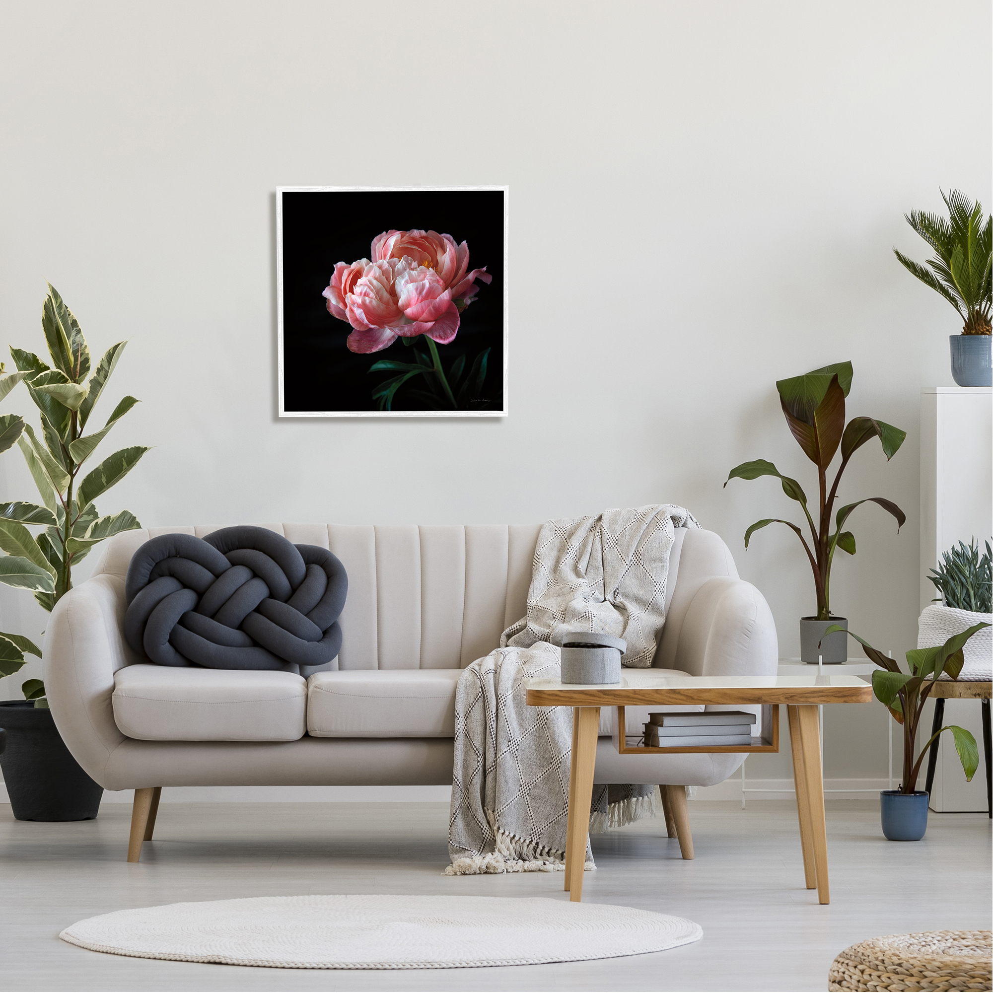 Stupell Industries Dark Rose Photography Botanical & Floral Photography White Framed Art Print Wall Art, 24 x 24