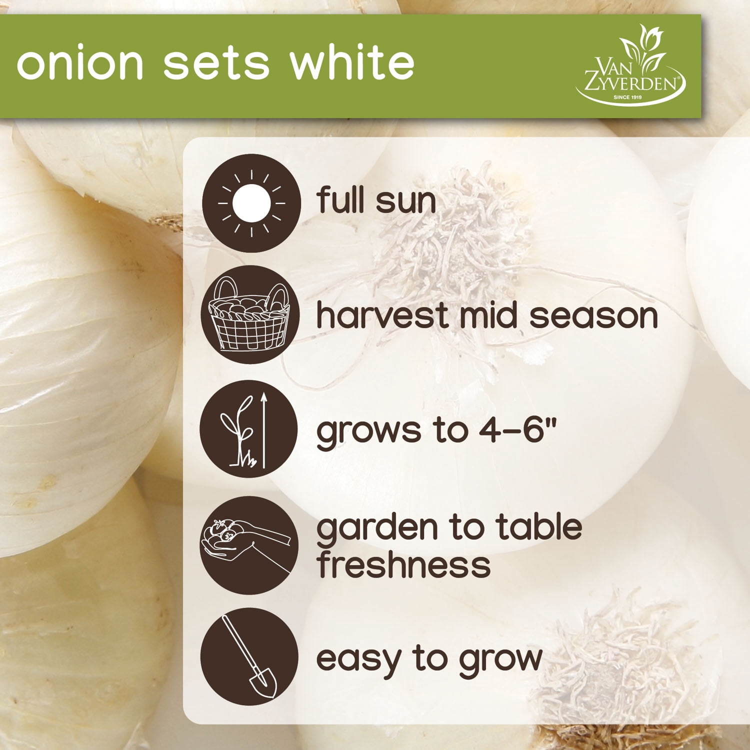 Expert Gardener Onion White Sets (Set of 100 Dormant Vegetable Bulbs) Full Sun, White, Annual