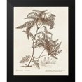 thumbnail image 2 of Unknown 15x18 Black Modern Framed Museum Art Print Titled - Sepia Fern Varieties III, 2 of 5