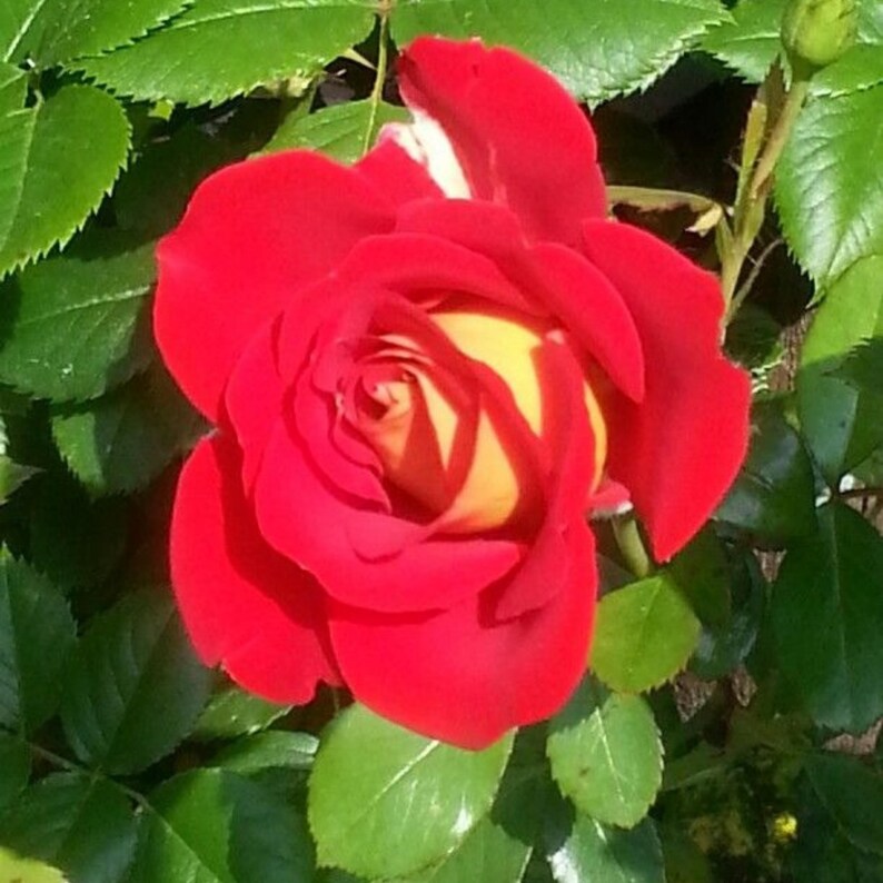 30 Seeds Ketchup & Mustard Rose Seeds Perennial Mix for Late Winter to Early Spring Planting