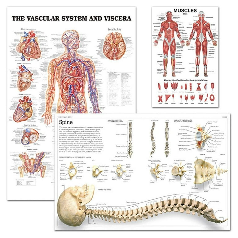 Back Muscles Anatomy Chart