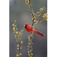 thumbnail image 2 of Ditto, Larry 13x18 White Modern Wood Framed Museum Art Print Titled - Northern cardinal perched in tree, 2 of 4