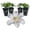 4 Plants, variant on Clematis Huldine - Live Starter Planta in a 2 Inch Growers Pot - Starter Plants Ready for The Garden - Rare Clematis for Collectors