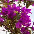 thumbnail image 6 of Purple Bougainvillea Live Plant, Bougainvillea Flower Vine 6-8 Inches, Bougainvilleas for Outdoor Garden, 6 of 6