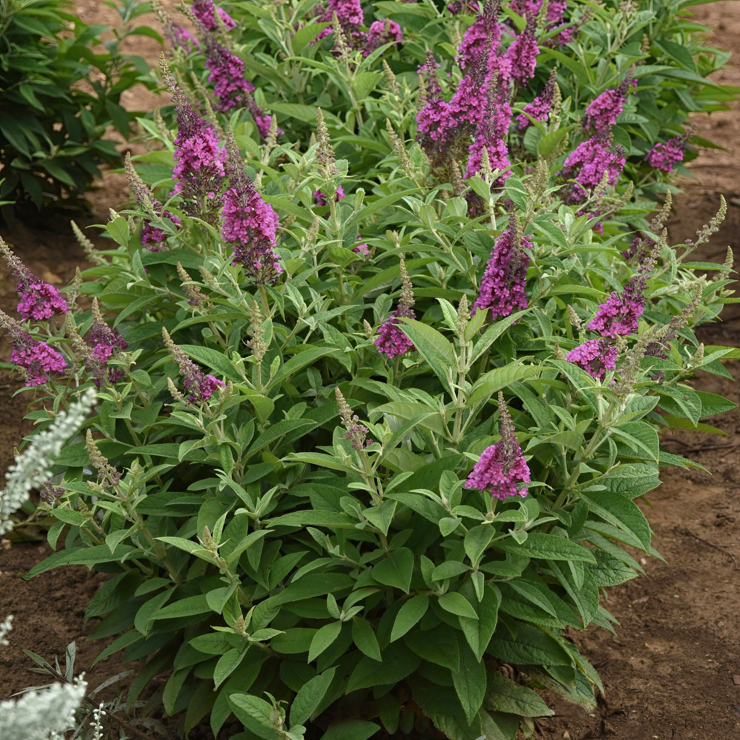 3.25 in. Buddleia Chrysalis Dwarf Butterfly Pink Live Shrub with Pink Flowers (3-Pack)