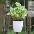 thumbnail image 2 of Auto Self Watering Hanging Plastic Flower Pot Layers Gardening Wall, 2 of 10