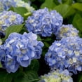 thumbnail image 3 of Southern Living Dear Dolores Hydrangea Live Shrub in 2.5-Quart Grower Pot, 3 of 12