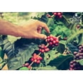 Super Premium Coffee Beans Medium Dark Roast Single Origin Puerto super-premium-coffee-beans-medium-dark-roast-single-origin-puerto