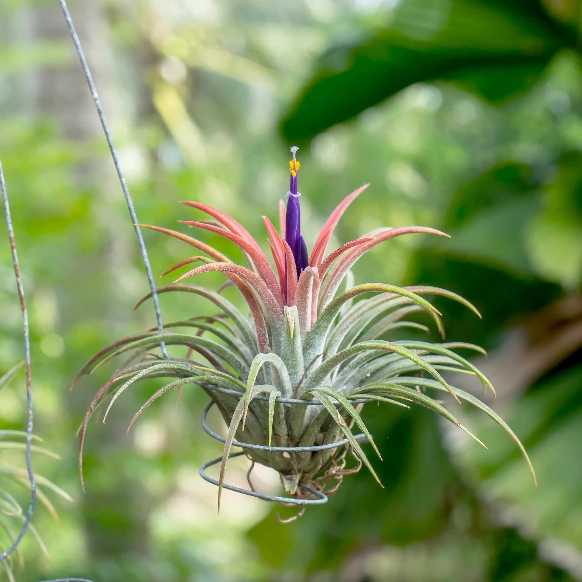 Altman Plants 4" Tillandsia Live Air Plants (6 Pack)
