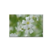 Trademark Art "Baby's Breath II" Canvas Art by Kurt Shaffer, 16x24