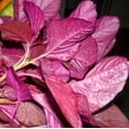 thumbnail image 1 of HJADGG Amaranthus Seeds, Red Variety, 200 Count, Non-GMO, 1 of 4