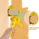 thumbnail image 2 of Recortadora de Pintura, Herramientas de Bordeadora para Techos Altos con Kit de Pincel de Pintura, para Recortar Esquinas, Pintura Cortada en Herramienta Estilo 2, 2 of 5