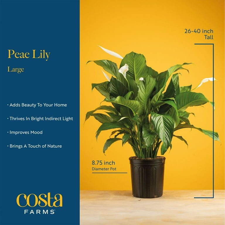 philodendron painted lady 6