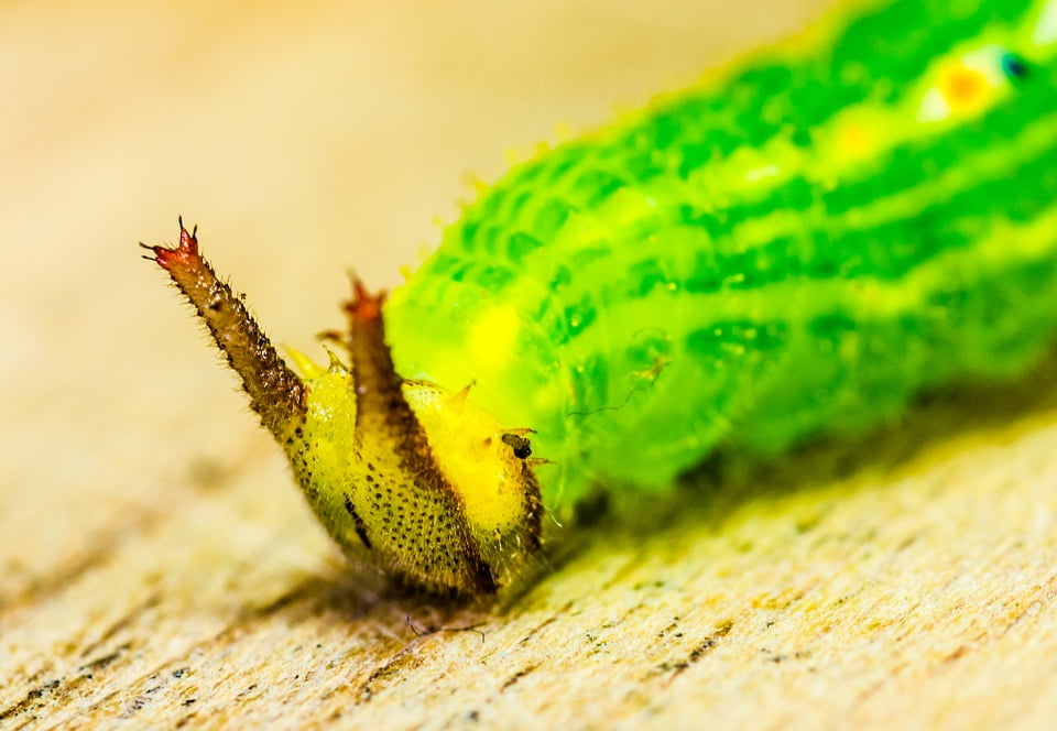 download green horned caterpillar download green horned caterpillar