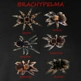 thumbnail image 3 of CafePress - Brachypelma Long Sleeve T Shirt - Long Sleeve Dark T-Shirt, 3 of 4
