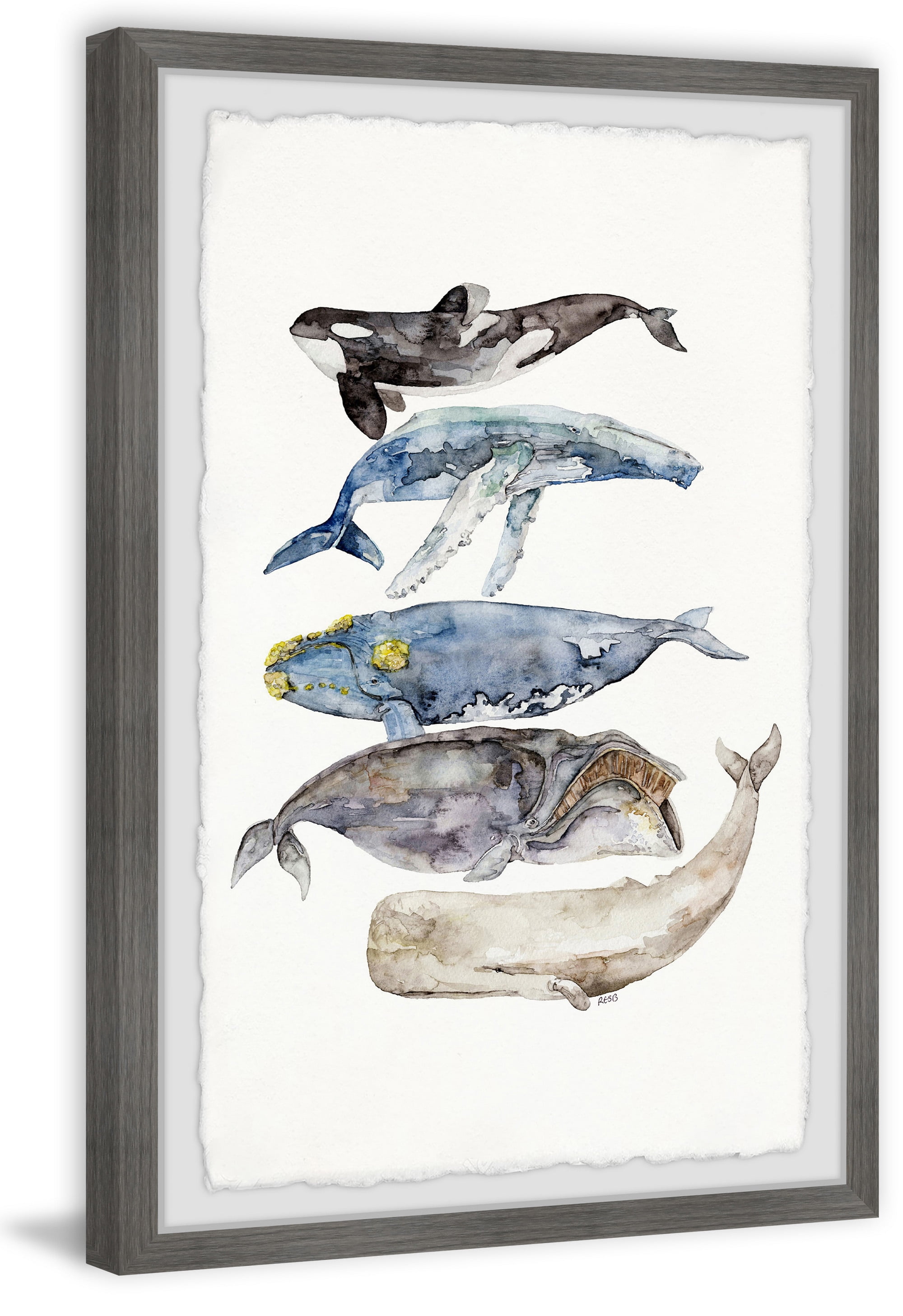 Marmont Hill Whale Species By Rachel Byler Framed Wall Art, 16" x 1.5"