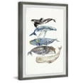 thumbnail image 2 of Marmont Hill Whale Species by Rachel Byler Framed Wall Art, 2 of 6