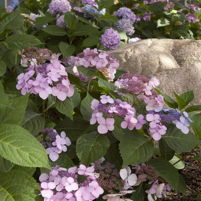 Endless Summer Twist-n-Shout Reblooming Hydrangea Live Shrub