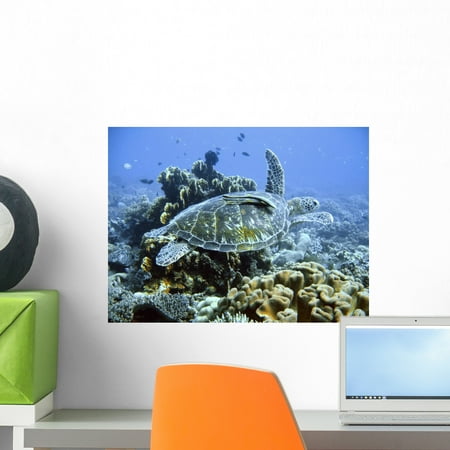 Green Sea Turtle Wall Mural By Wallmonkeys L And Stick Graphic 18 In W X 14 H Wm92742