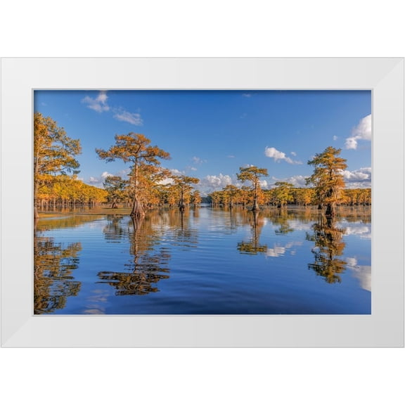 Jones, Adam 14x11 White Modern Wood Framed Museum Art Print Titled - Bald cypress trees in autumn reflected on lake Caddo Lake-Uncertain-Texas