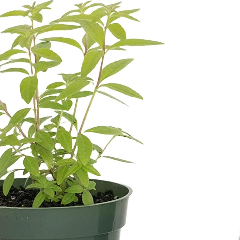 Lemon Verbena Live Plant, Aloysia citriodora, Fully Rooted in 4" Premium  Nursery Pot - Walmart.com