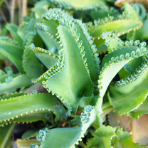 Kalanchoe Mother Of Thousands Plant Live, Succulent Live Plant, In 2" Pot