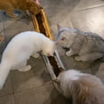 thumbnail image 3 of Cuenco para gatos largo Laklulu con protector de cuello para varios gatos, cuenco de comida para gatos con boca oblicua, cuenco antideslizante para mascotas, 3 of 5