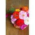thumbnail image 5 of TomorrowSeeds - Pumila Mix "Pom Pom" Zinnia Seeds - 600+ Count - For 2025 Planting Long-Lasting, 5 of 5