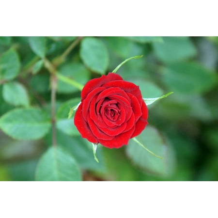 Canvas Print Flower Romantic Romance Rose Love Red Roses Red