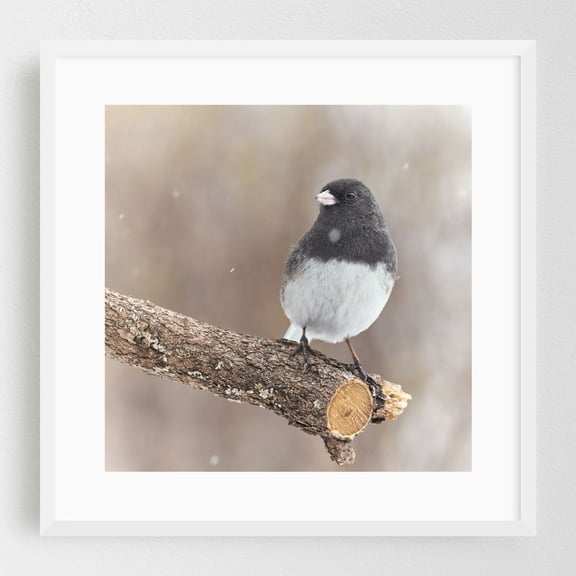 A Dark Eyed Junco on a cold winter day - Photography Bird Wildlife Nature Winter Animal Snow Woodland White Framed Wall Art Print 12 x 12 inches