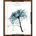thumbnail image 5 of Art.com Steal Rose 2 Art Print by Albert Koetsier, Brown Frame Wall Art, 17" x 21", 5 of 5