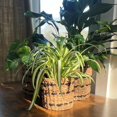thumbnail image 5 of Seagrass and Jute Plant Baskets, Round, Chunky Sweater Weave, Natural (3 Pack), 5 of 6