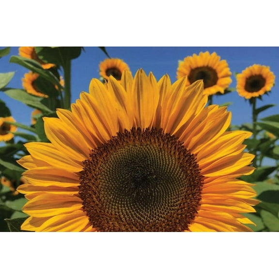 Procut Orange Excel Sunflower Autumn Cut Flowers Premium Seed Packet