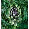 thumbnail image 3 of Artichoke Duvet Cover Set, Photograph of Blooming Vegetable Agriculture Nature Art Print, Decorative 3 Piece Bedding Set with 2 Pillow Shams, Calking Size, Fern Green and Purple, by Ambesonne, 3 of 3