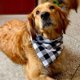 thumbnail image 4 of Christmas Dog Costume ,for Small Medium Dogs Cats, 4 of 4