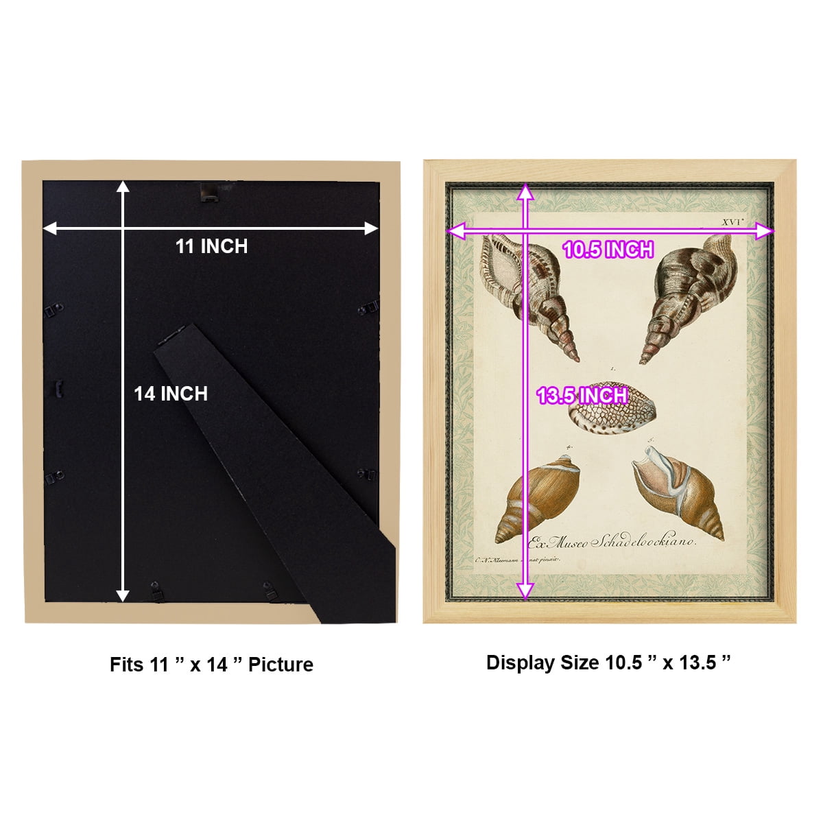 Bookplate Shells VIII - Framed Print w/glass - Natural Wood