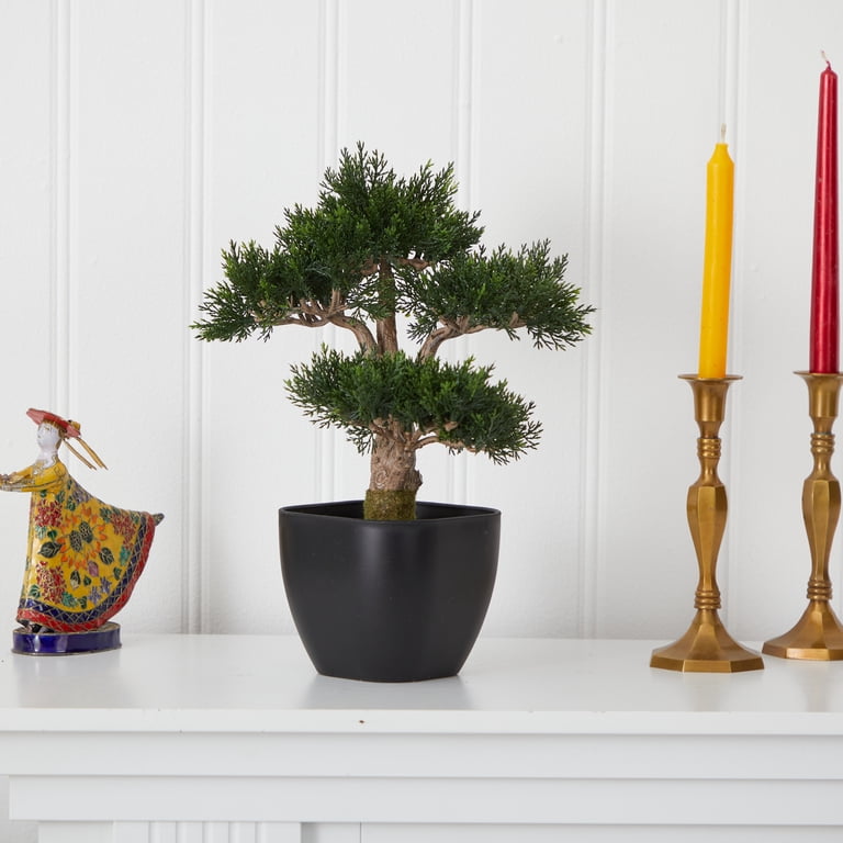 bonsai weidorn ausgraben Crataegus