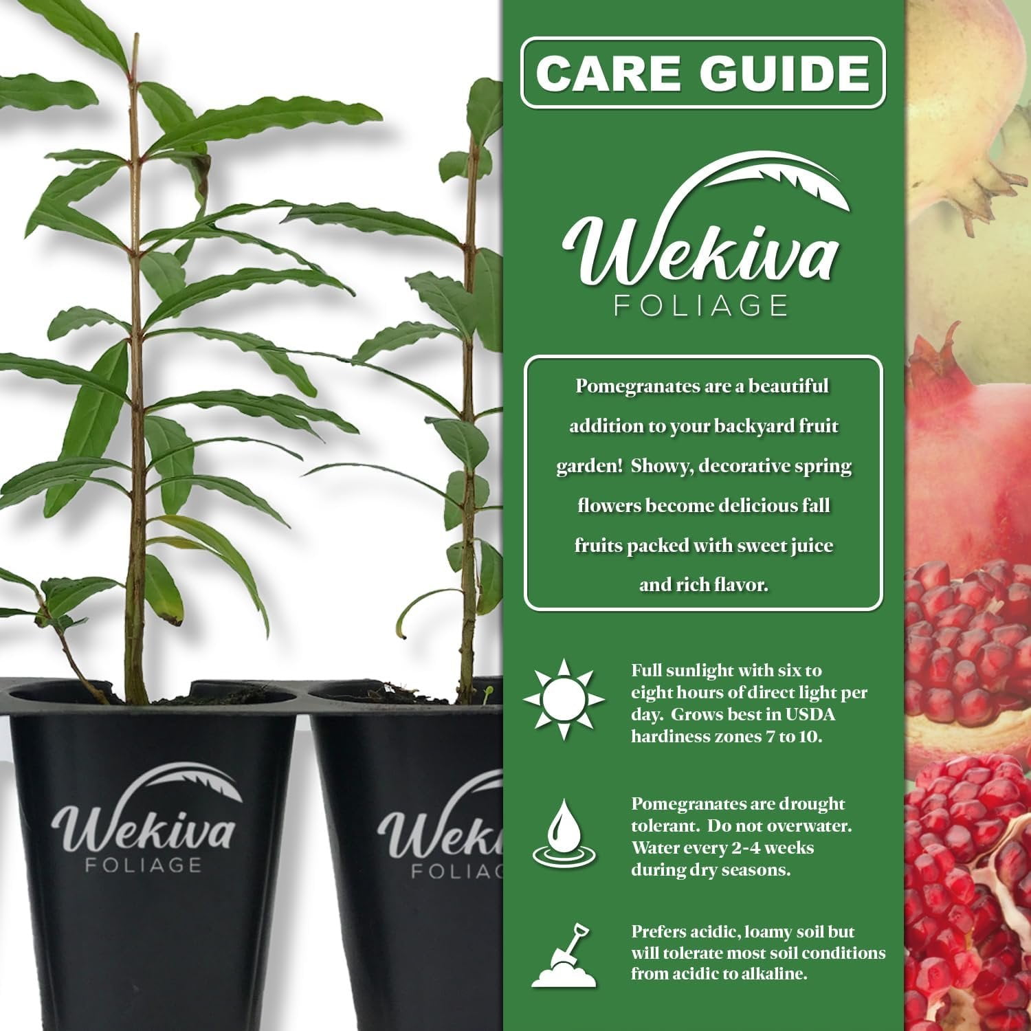 Azadi Pomegranate Tree - 3 Live Tissue Culture Starter Plants - Edible Fruit Bearing Tree for The Patio and Garden