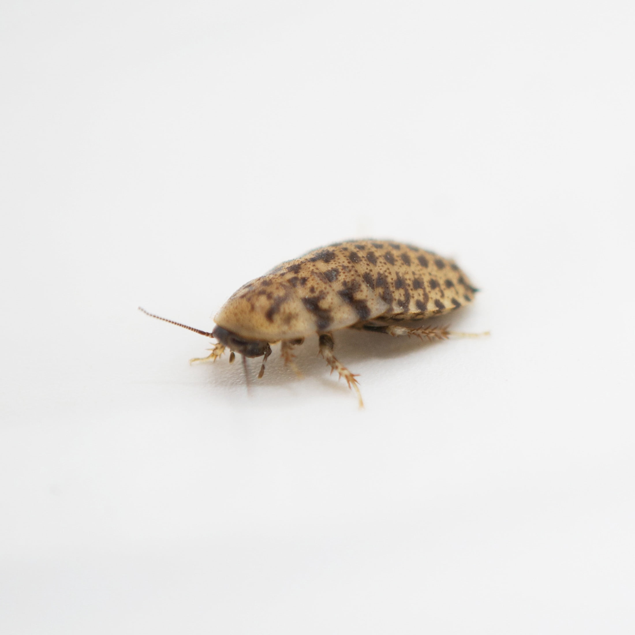 ReptiCulture Small Discoid 50 ct